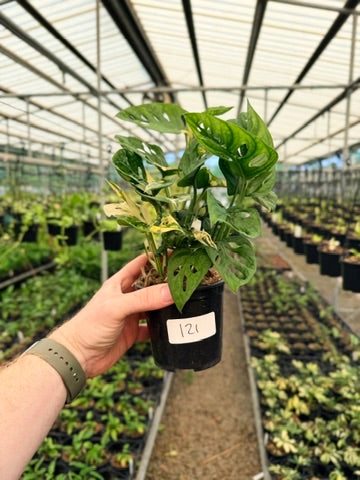 Handpicked #121 - Monstera Adansonii - Monkey Mask - Variegated Albo - Double Planted