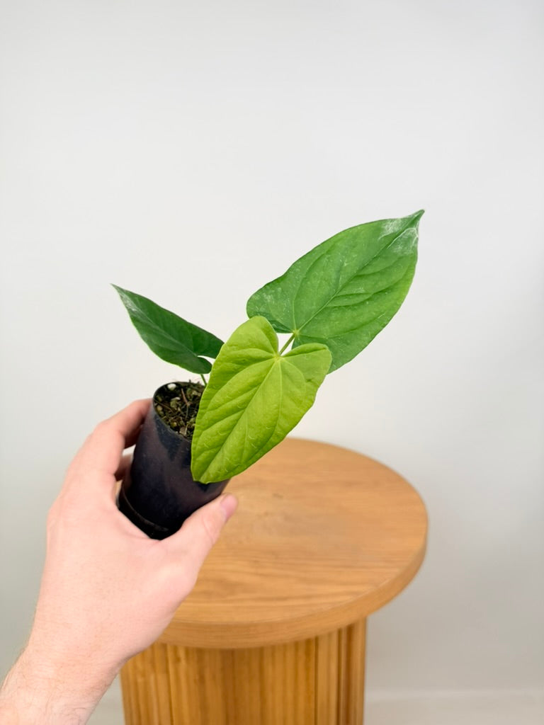 Anthurium Balaoanum