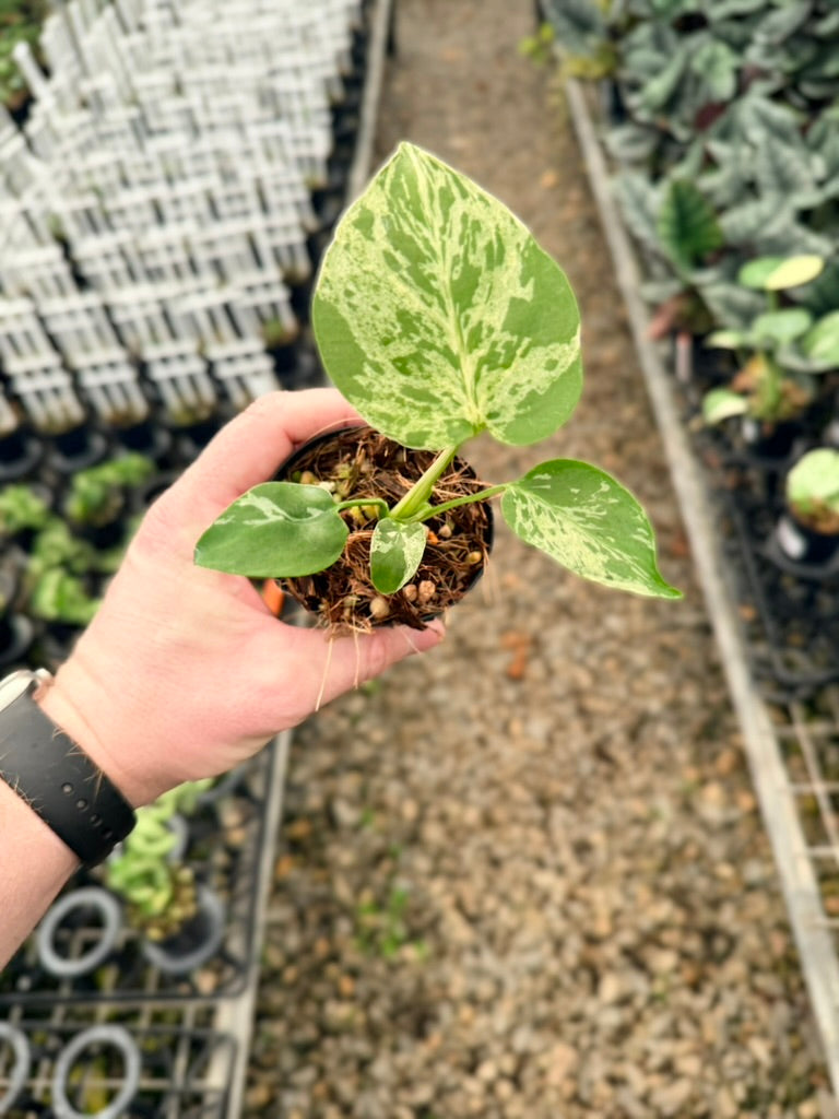 Handpicked #58 - Monstera Deliciosa - Bulbasaur