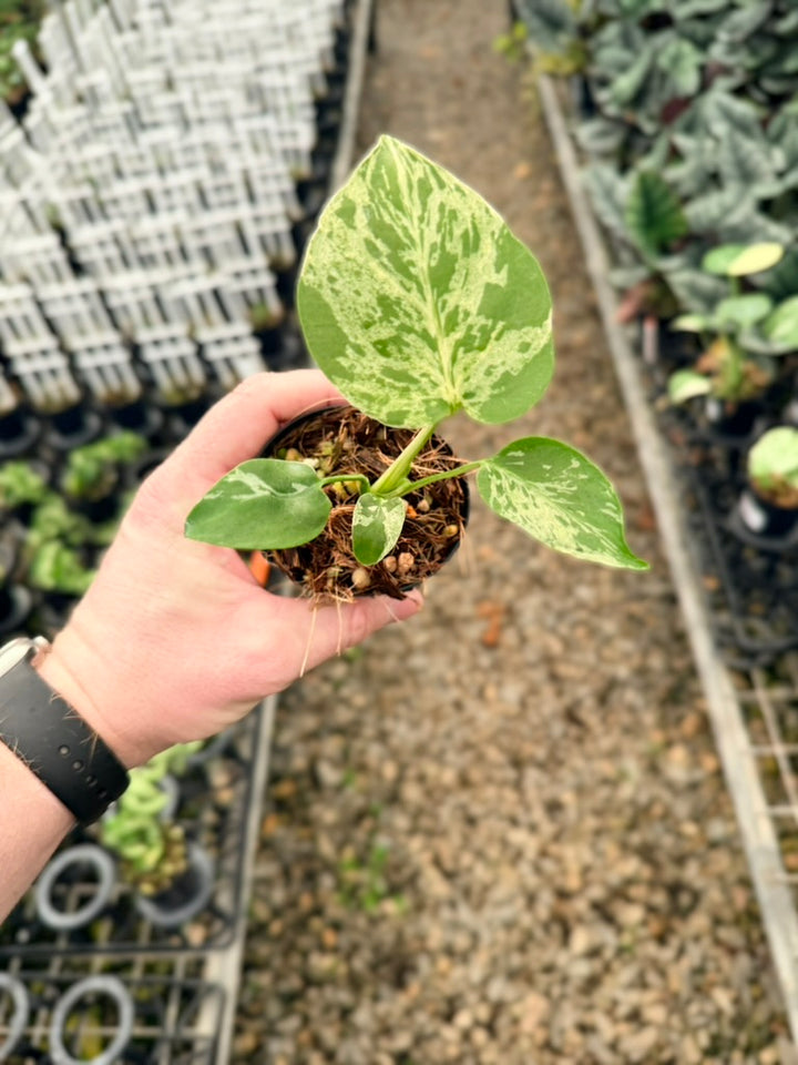 Handpicked #58 - Monstera Deliciosa - Bulbasaur