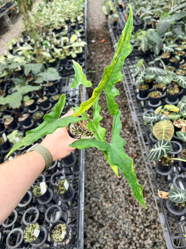Handpicked #23 - Alocasia sp Sulewasi 'Sabrina Narrow' - Aurea Variegata