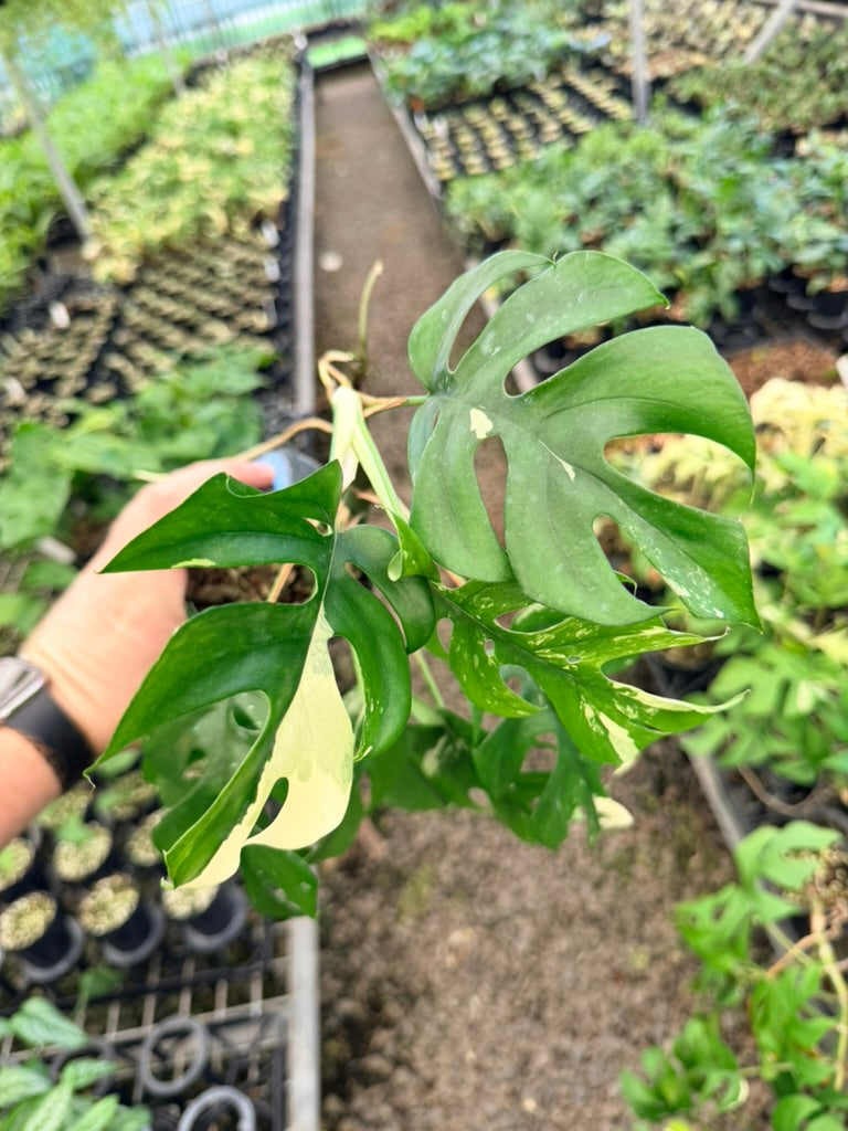 Handpicked #14 -  Rhaphidophora Tetrasperma Variegata Albo