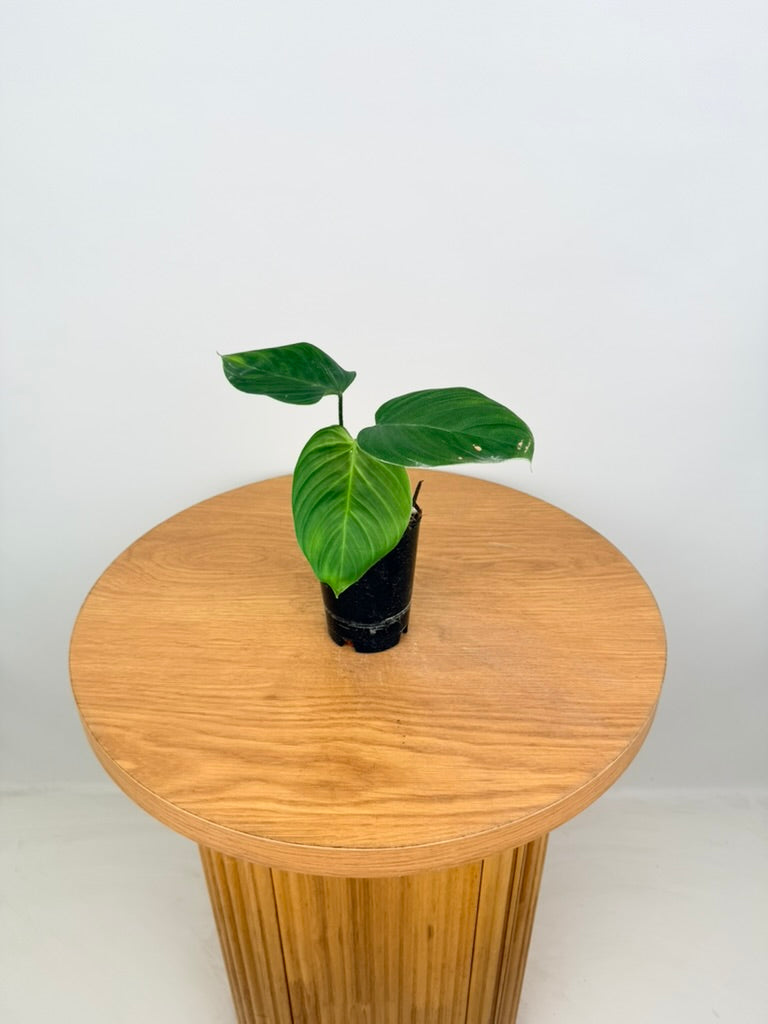 Philodendron Nangaritense - Fuzzy Petiole - Imperfect Foliage