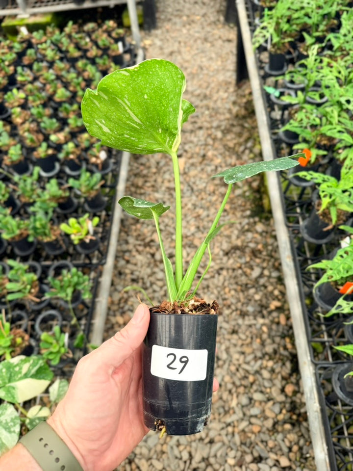 Handpicked #29 - Monstera Deliciosa Thai Constellation - Unique leaf mutation