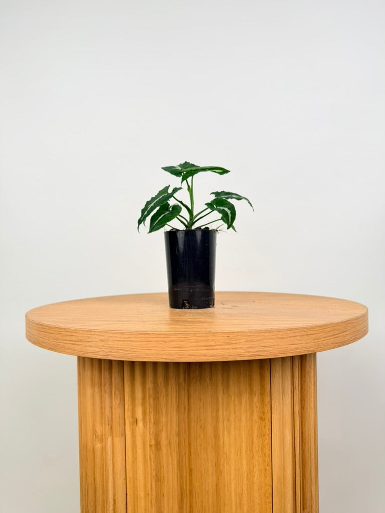 Syngonium Wendlandii