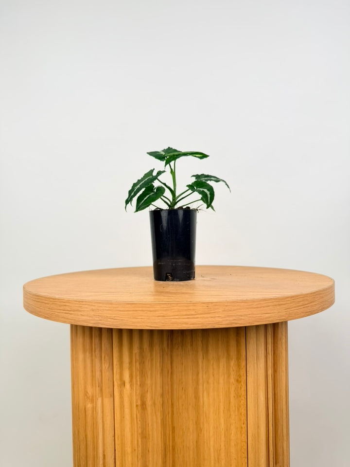 Syngonium Wendlandii