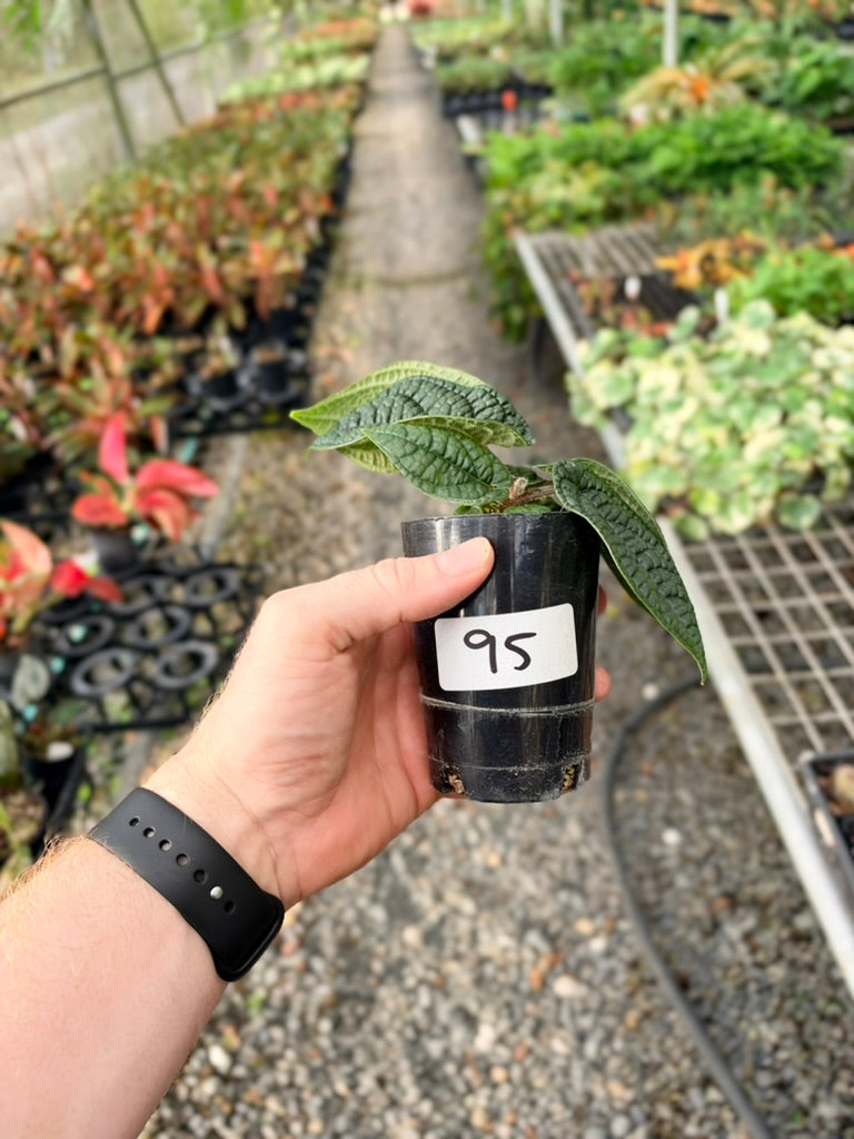 Handpicked #95 - Piper Parmatum