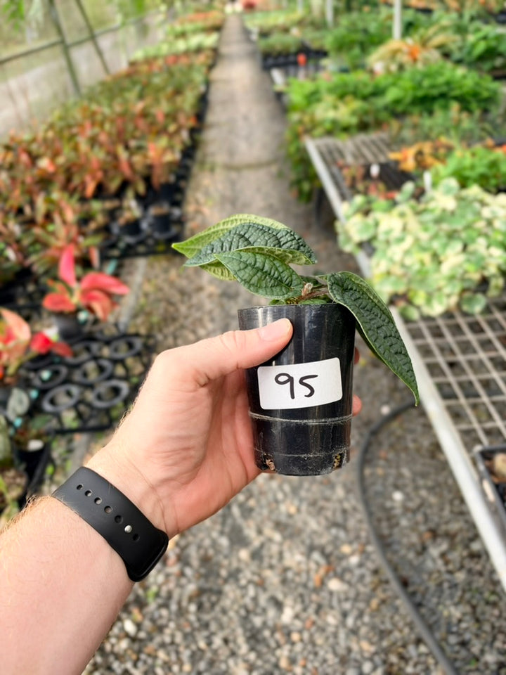 Handpicked #95 - Piper Parmatum
