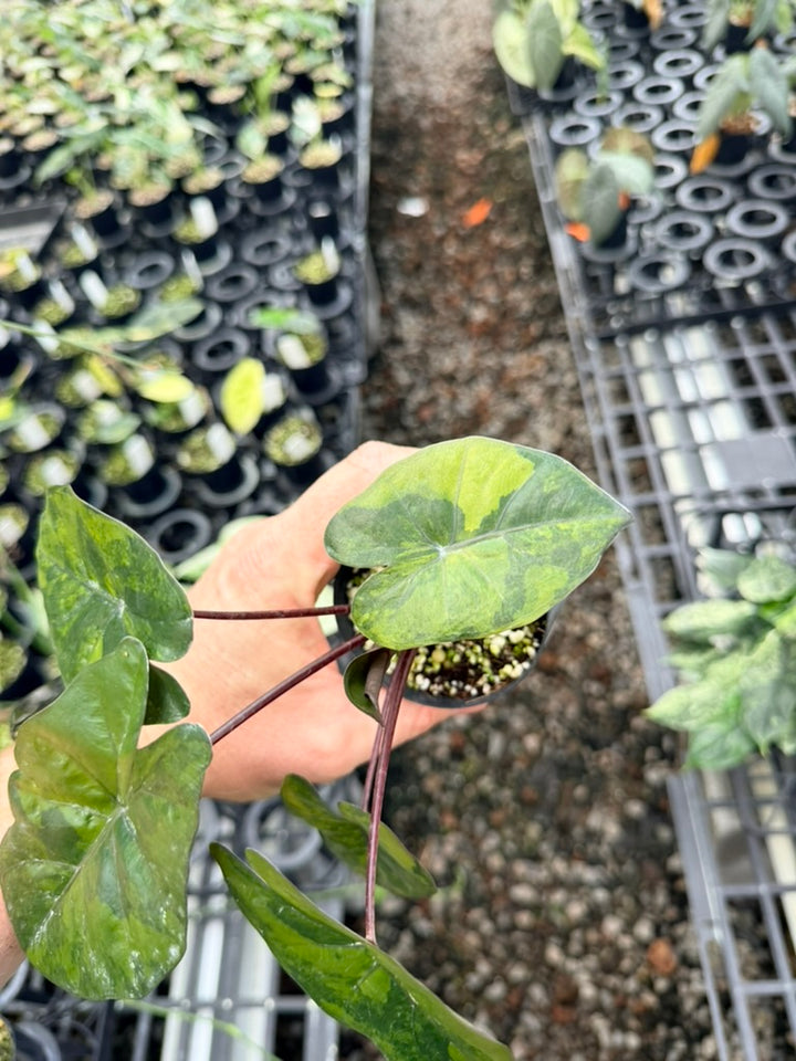Handpicked #25 - Alocasia Yucatan Princess Variegata