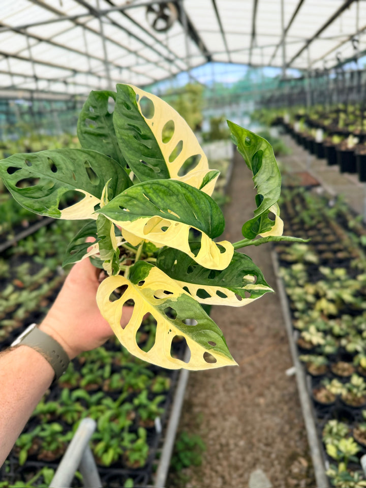 Handpicked #130 - Monstera Adansonii - Monkey Mask - Variegated Albo - Double Planted