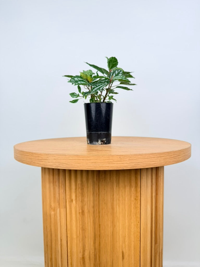 Pilea Cadierei