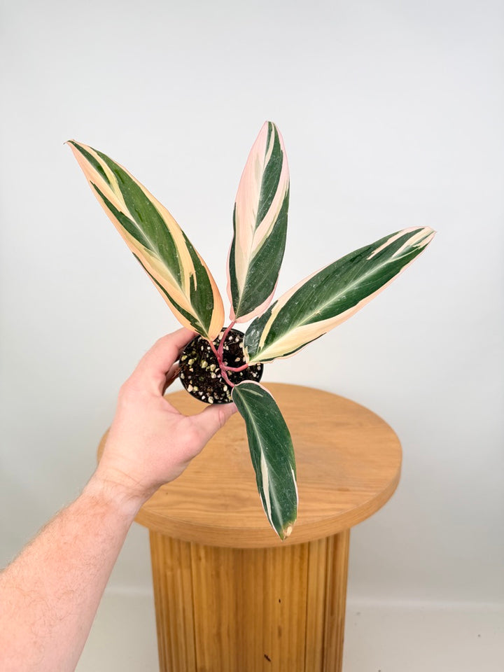 Stromanthe Sanguinea - Tricolour