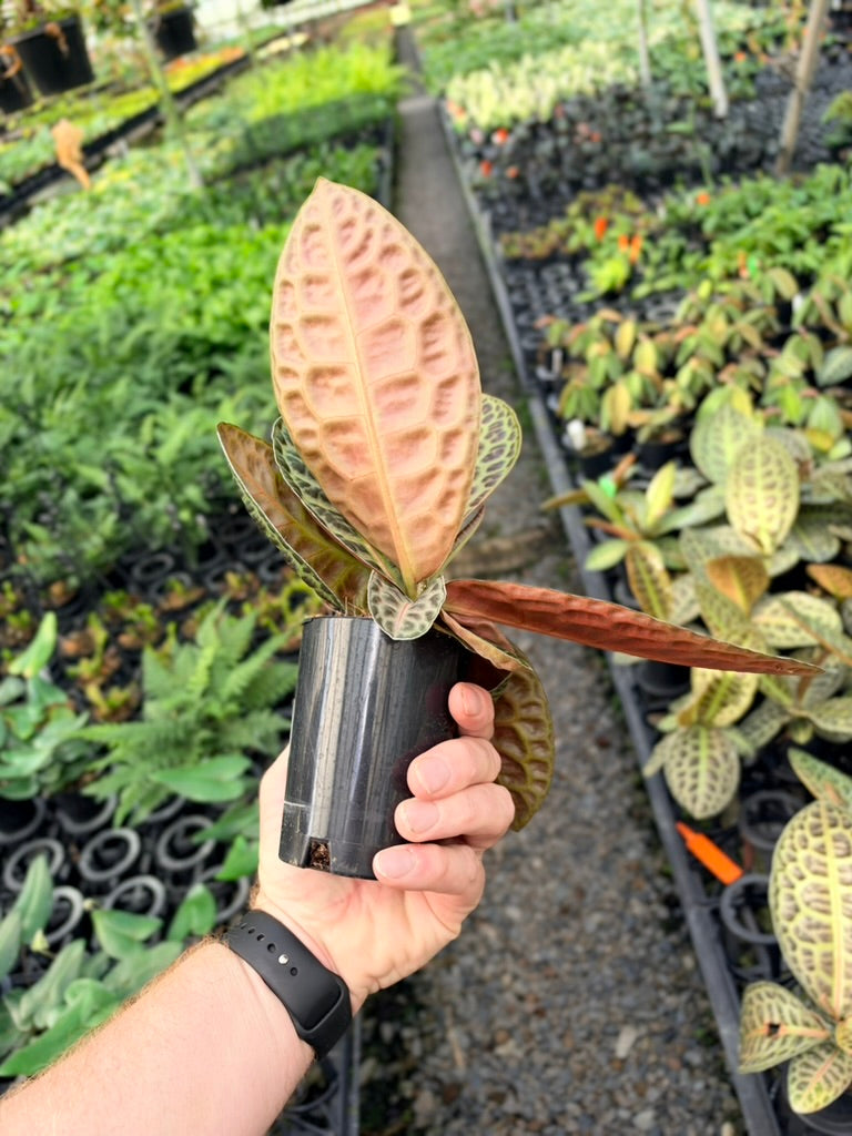 Handpicked #100 - Labisia Beccarii - Turtleback
