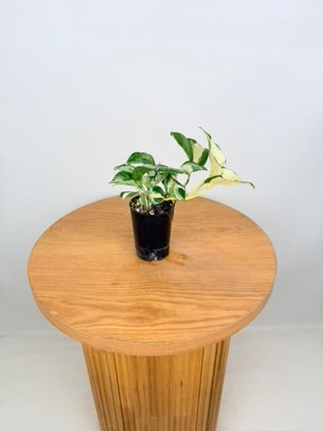 Epipremnum Aureum - Manjula