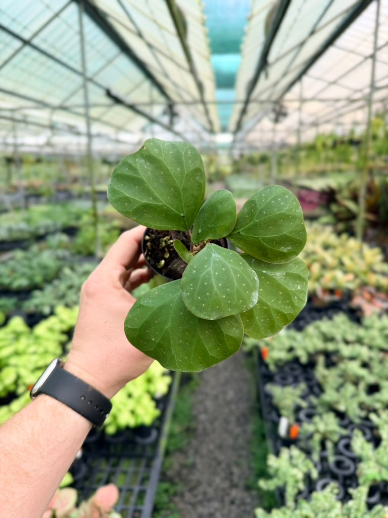 Ficus Deltoidea