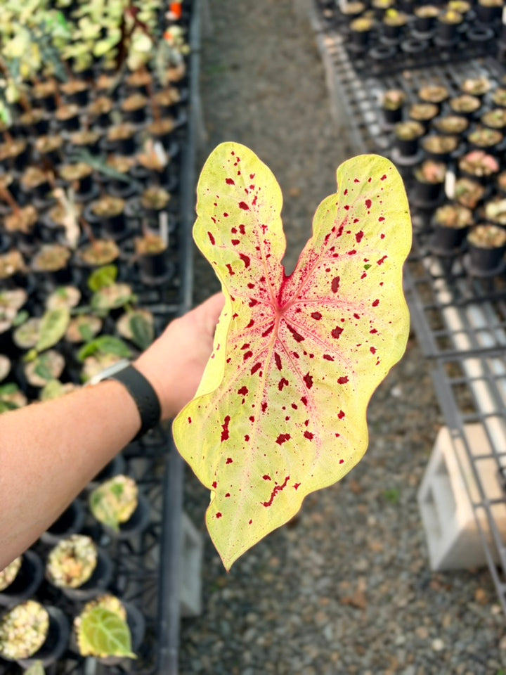 Handpicked #87 - Caladium Bicolor - Miss Muffet