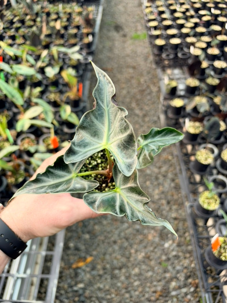 Handpicked #81 - Alocasia Loco