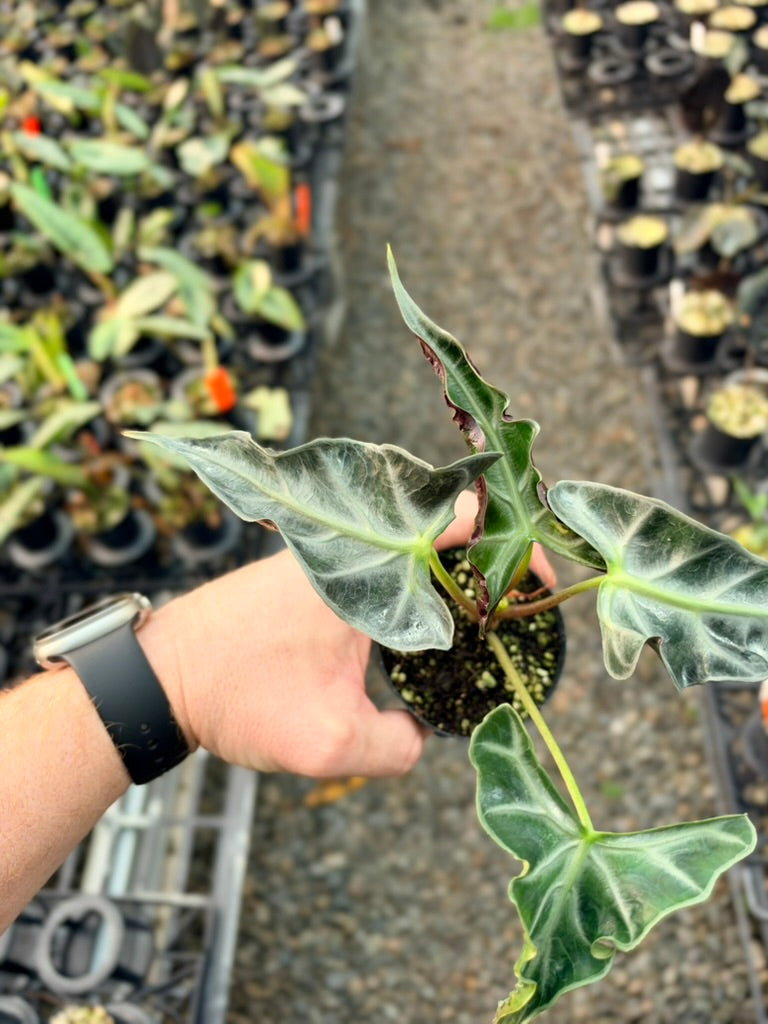 Handpicked #82 - Alocasia Loco