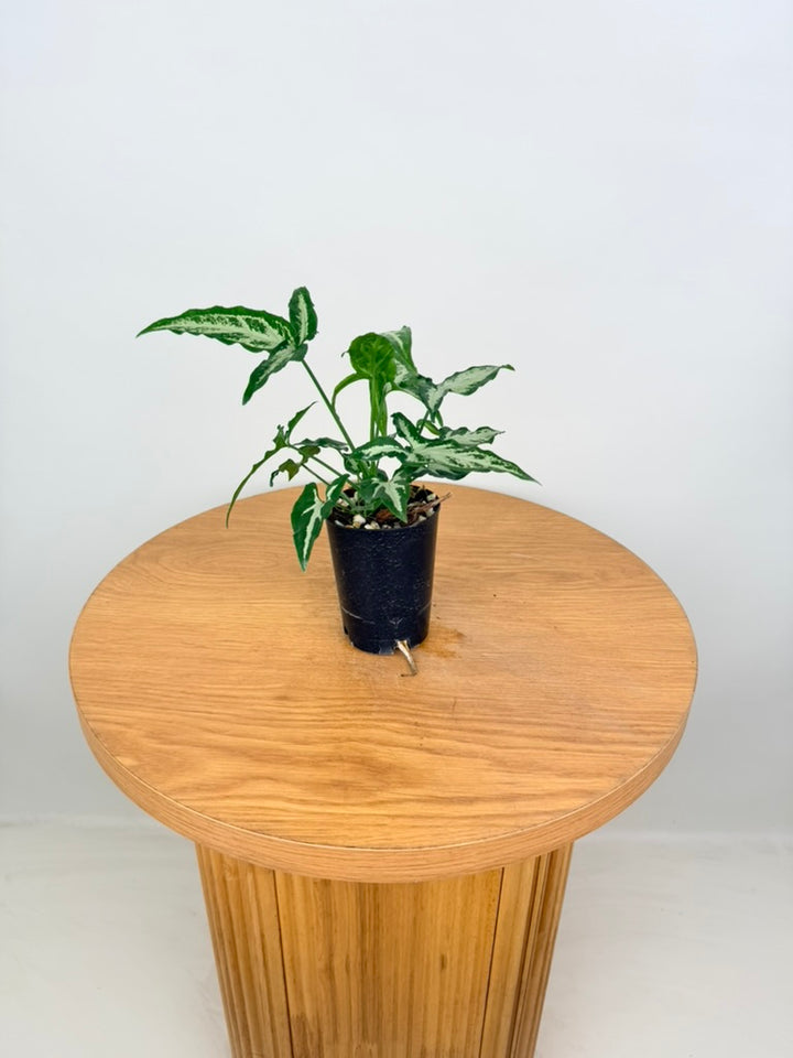 Syngonium Podophyllum - Little Star