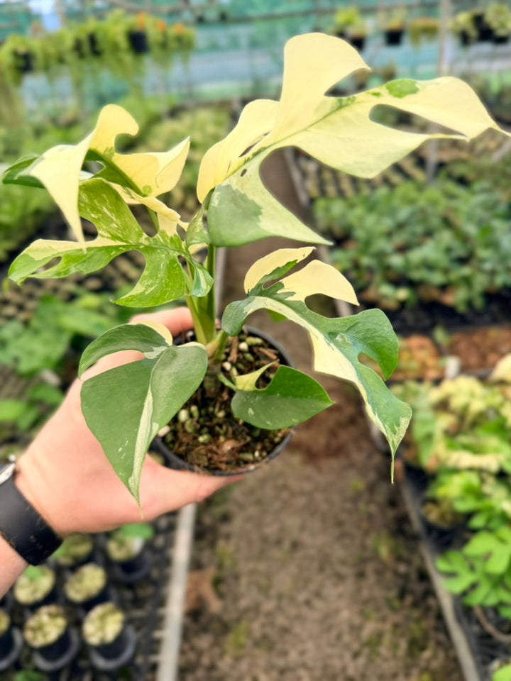 Handpicked #11 - Rhaphidophora Tetrasperma Variegata Albo