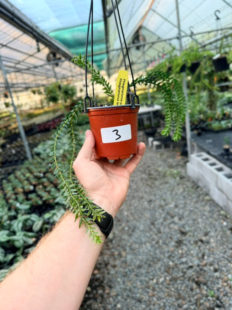 Handpicked #3 - Phlegmariurus Phlegmarioides X Phlegmariurus Ledermannii - Tassel Fern