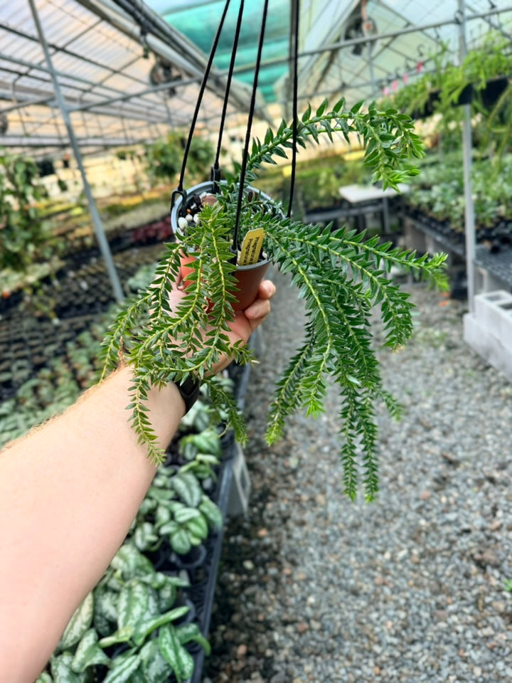 Handpicked #2 - Phlegmariurus Phlegmarioides X Phlegmariurus Ledermannii - Tassel Fern