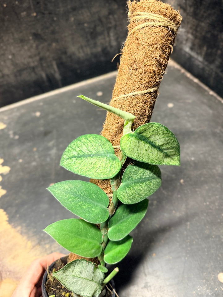 Handpicked #96 - Rhaphidophora Hongkongensis Mint Totem - 100mm Pot