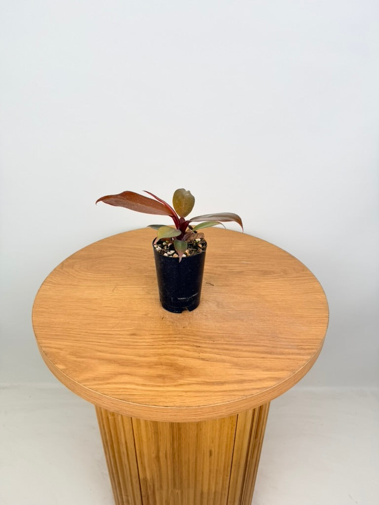 Philodendron Erubescens - Mccolley's Finale