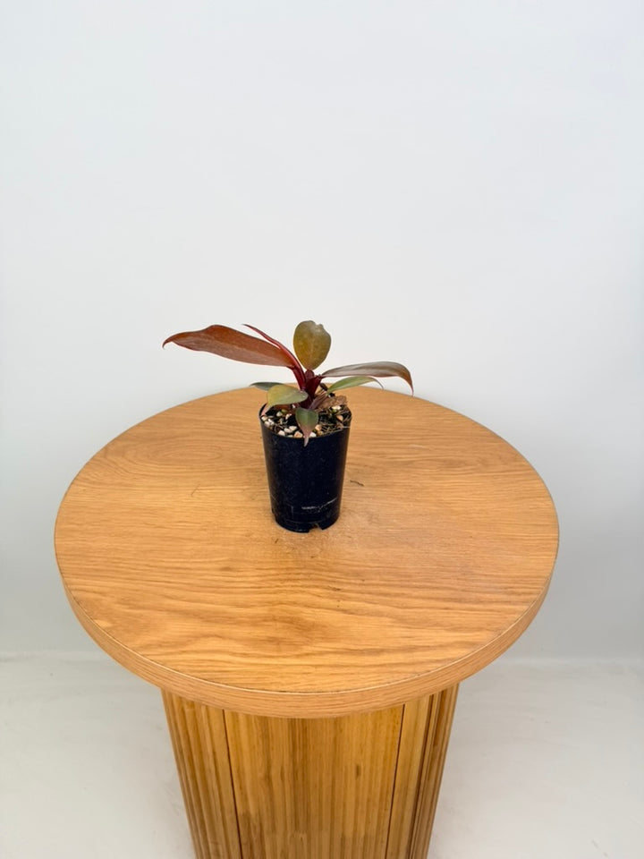 Philodendron Erubescens - Mccolley's Finale