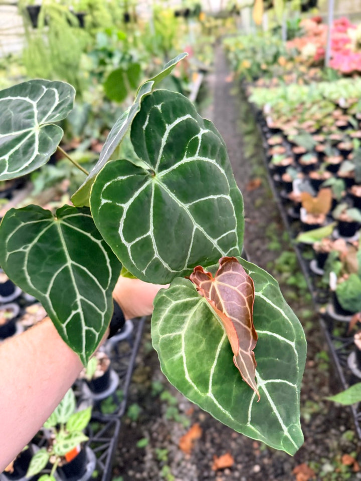 Handpicked #137 - Anthurium Crystallinum - Multi Headed