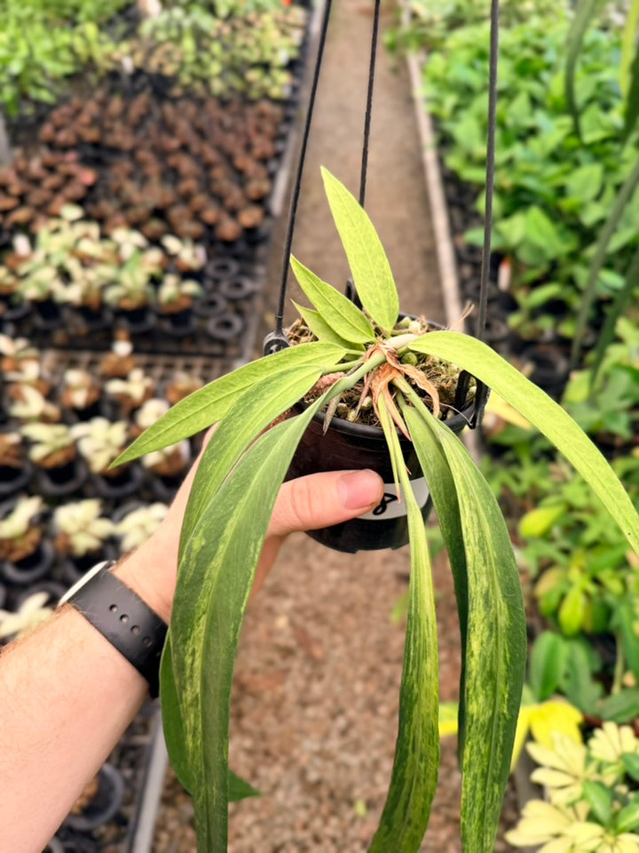 Handpicked #18 - Anthurium Vittariifolium Variegata