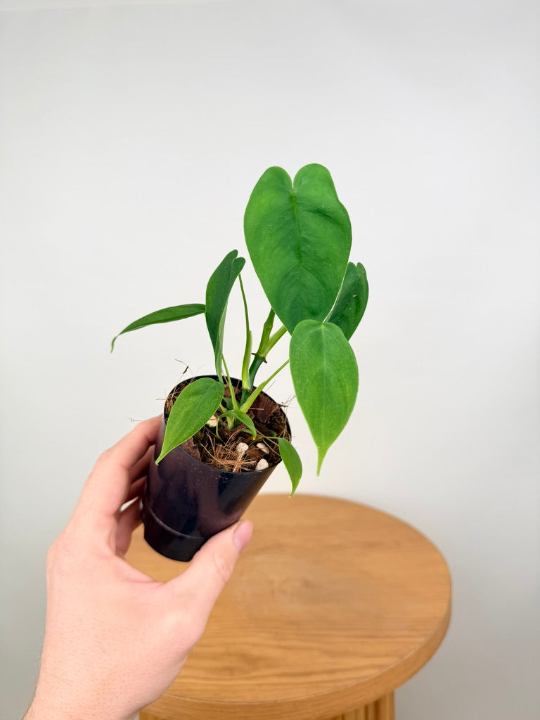 Philodendron Sharoniae
