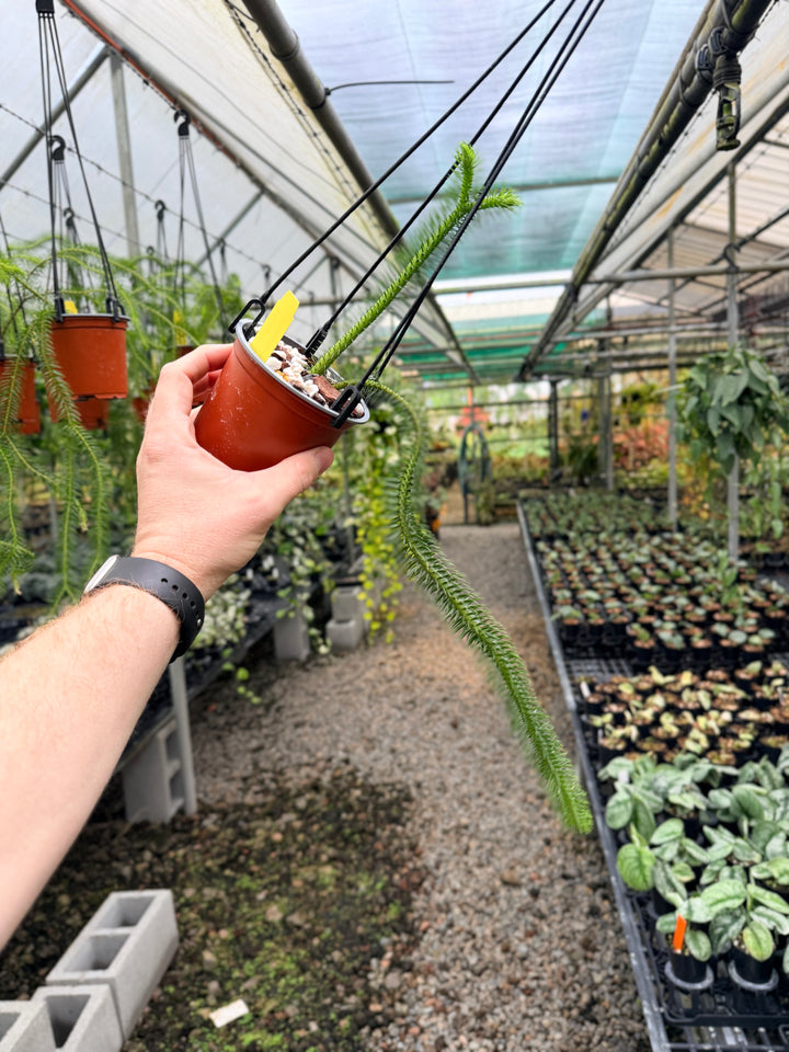 Handpicked #234 - Phlegmariurus squarrosus [Huperzia Squarrosa] - Thailand Large Rock Tassel Fern