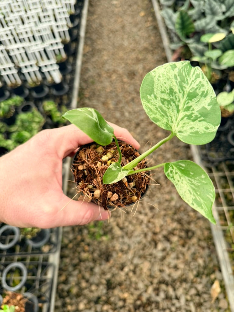 Handpicked #58 - Monstera Deliciosa - Bulbasaur