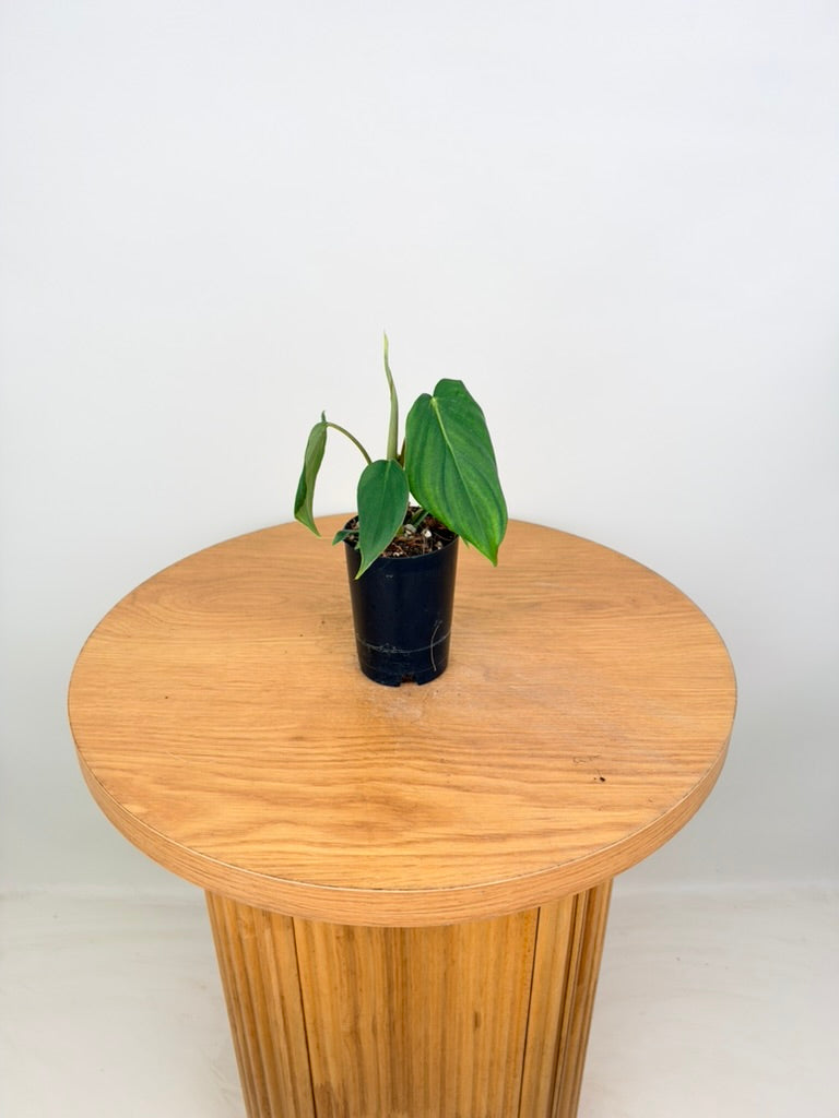 Philodendron Gloriosum X Pastazanum - Dean McDowell