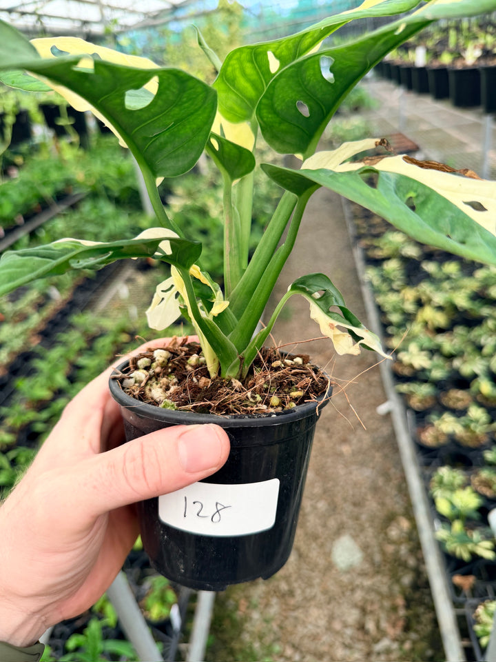 Handpicked #128 - Monstera Adansonii - Monkey Mask - Variegated Albo - Double Planted