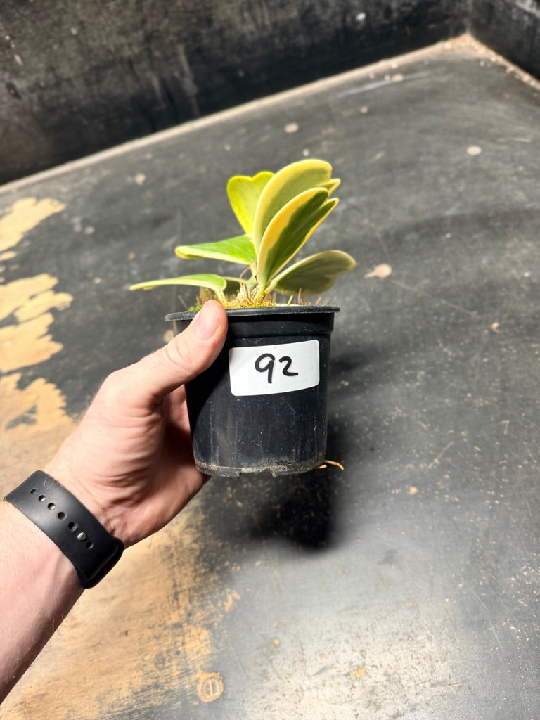 Handpicked #92 - Hoya Kerrii Albomarginata - 100mm Pot