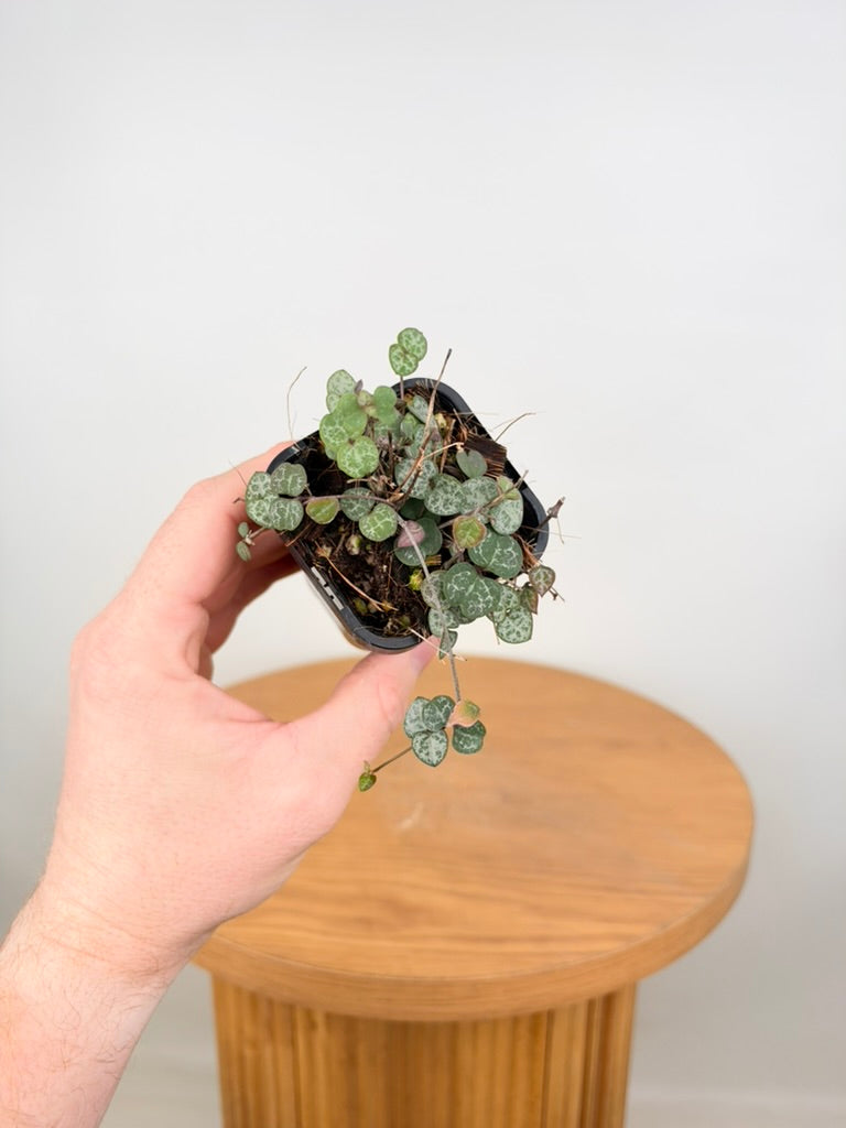 Ceropegia Woodii - Chain Of Hearts