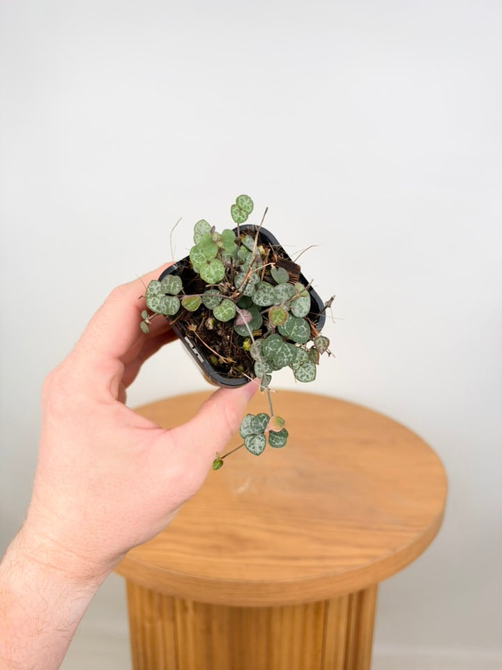 Ceropegia Woodii - Chain Of Hearts