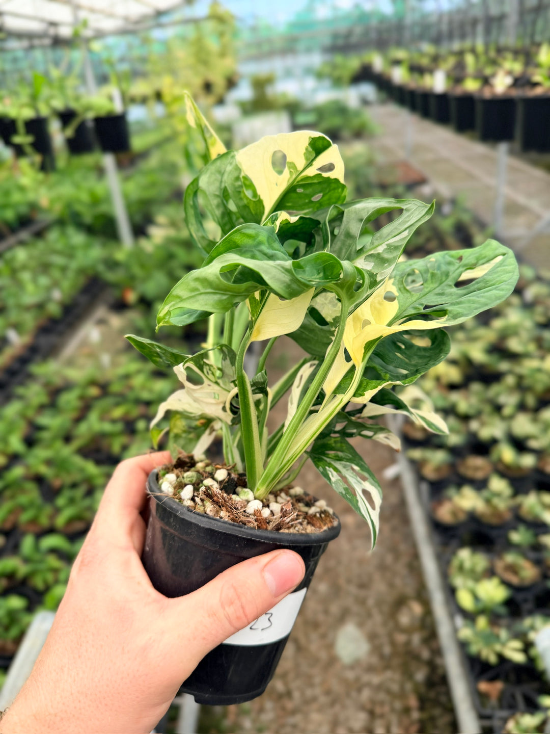 Handpicked #123 - Monstera Adansonii - Monkey Mask - Variegated Albo - Double Planted