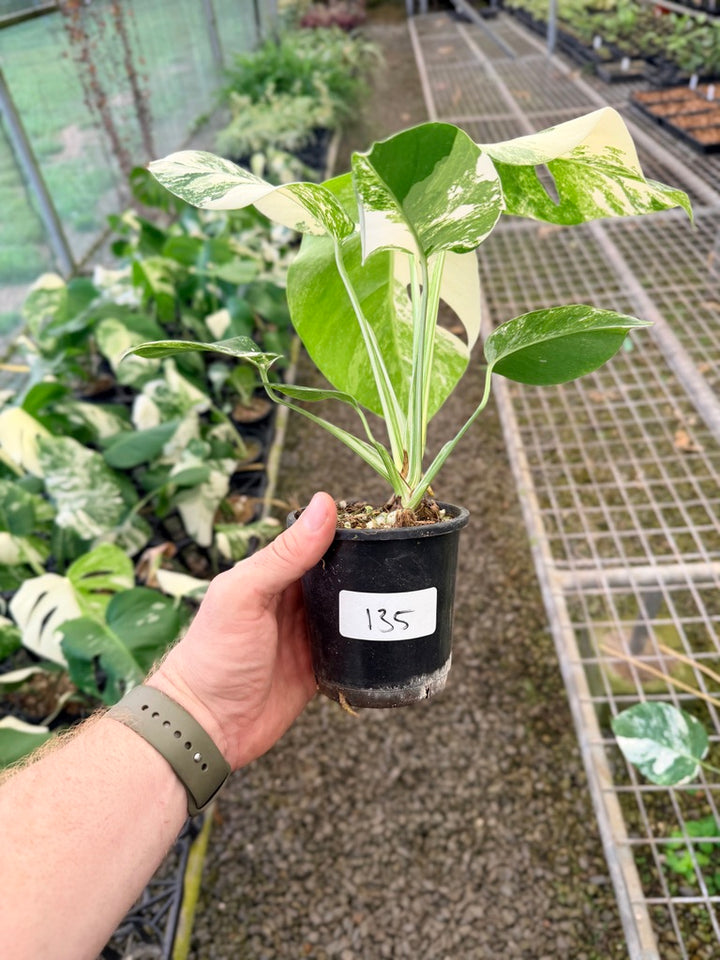 Handpicked #135 - Monstera Deliciosa Borsigiana Variegated Albo