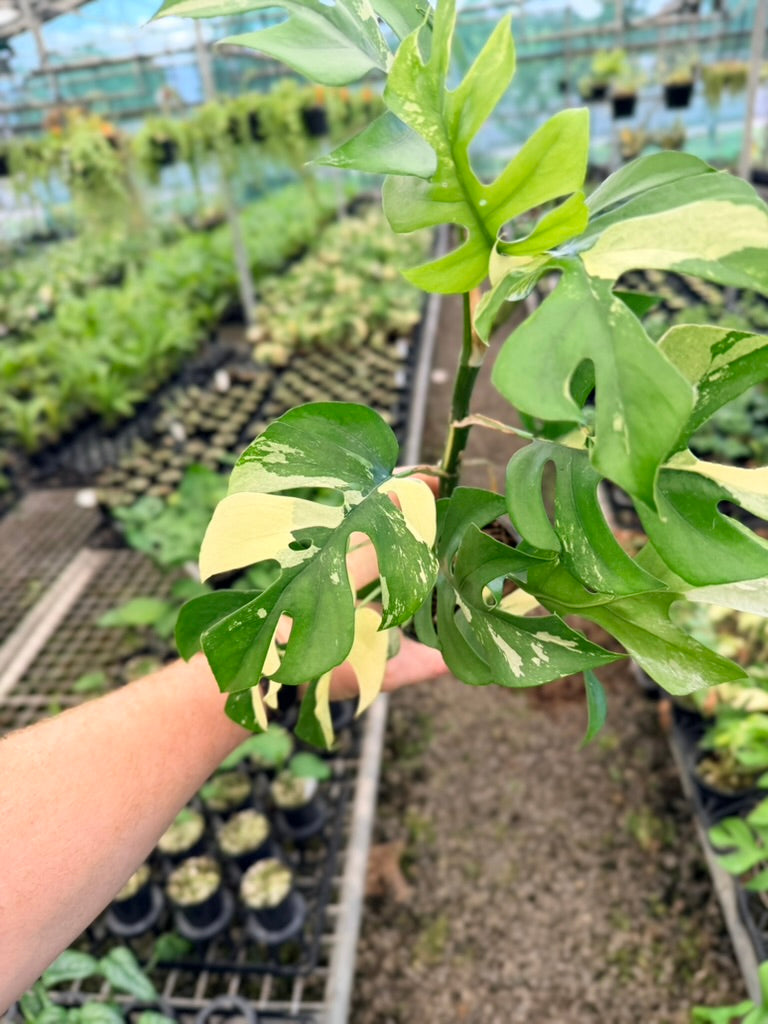 Handpicked #13 - Rhaphidophora Tetrasperma Variegata Albo
