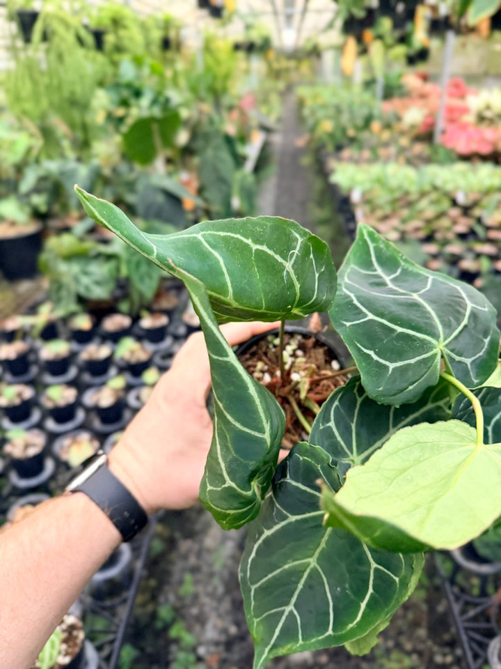 Handpicked #135 - Anthurium Crystallinum - Multi Headed