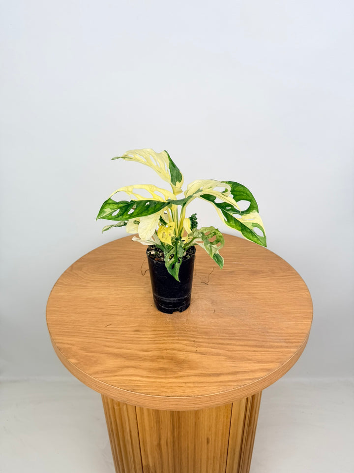Monstera Adansonii - Monkey Mask - Albo Variegata