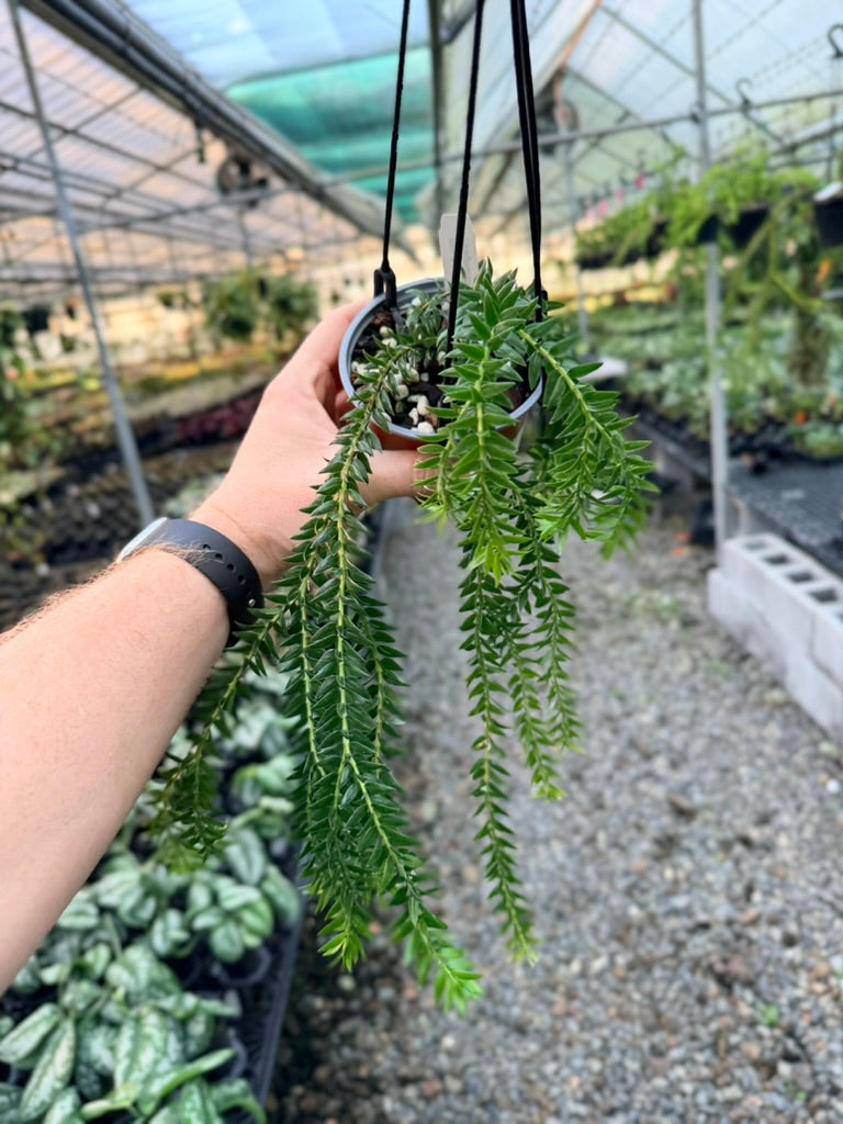 Handpicked #1 - Phlegmariurus Phlegmarioides X Phlegmariurus Ledermannii - Tassel Fern