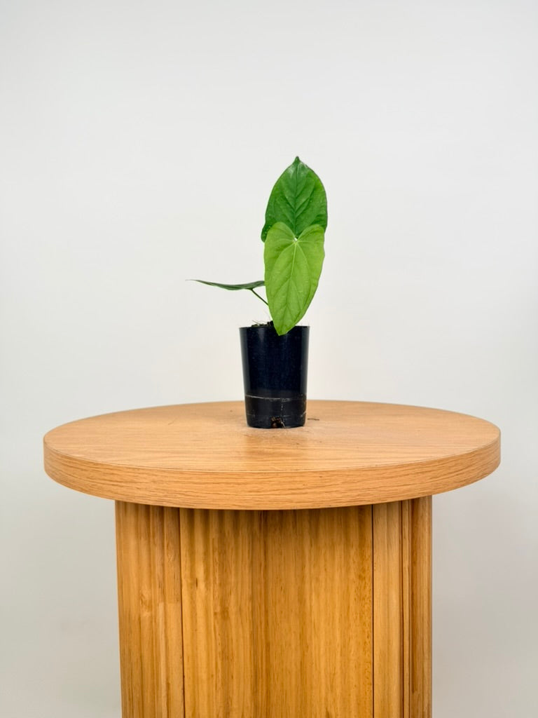 Anthurium Balaoanum