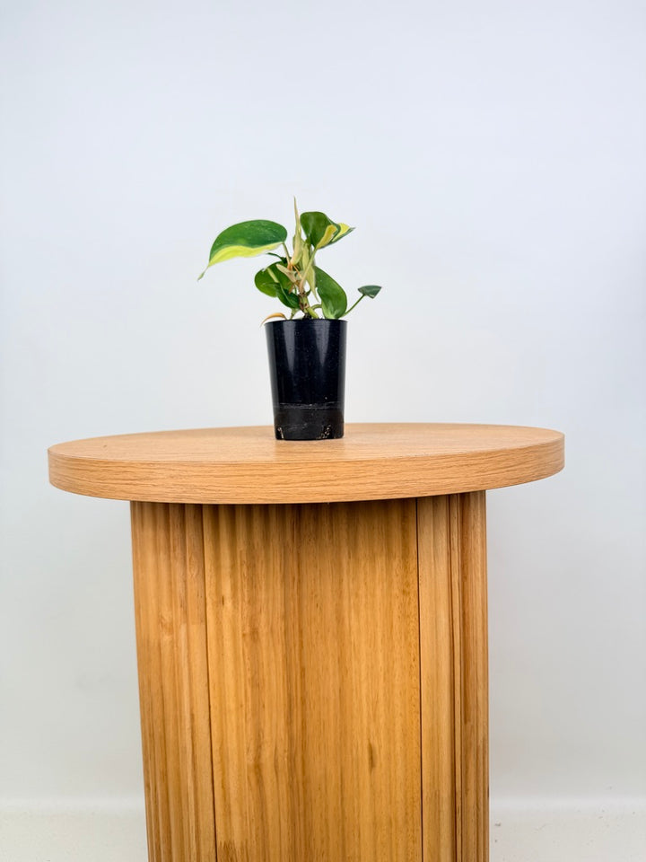 Philodendron Hederaceum Var. Oxycardium Cream Splash