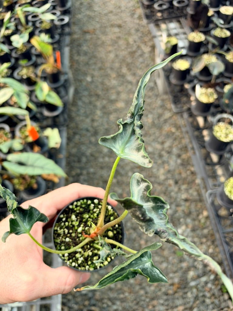 Handpicked #85 - Alocasia Loco