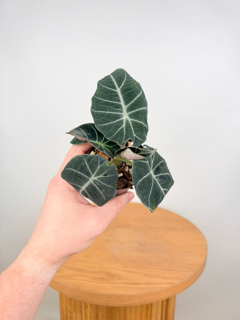 Alocasia Reginula - Black Velvet