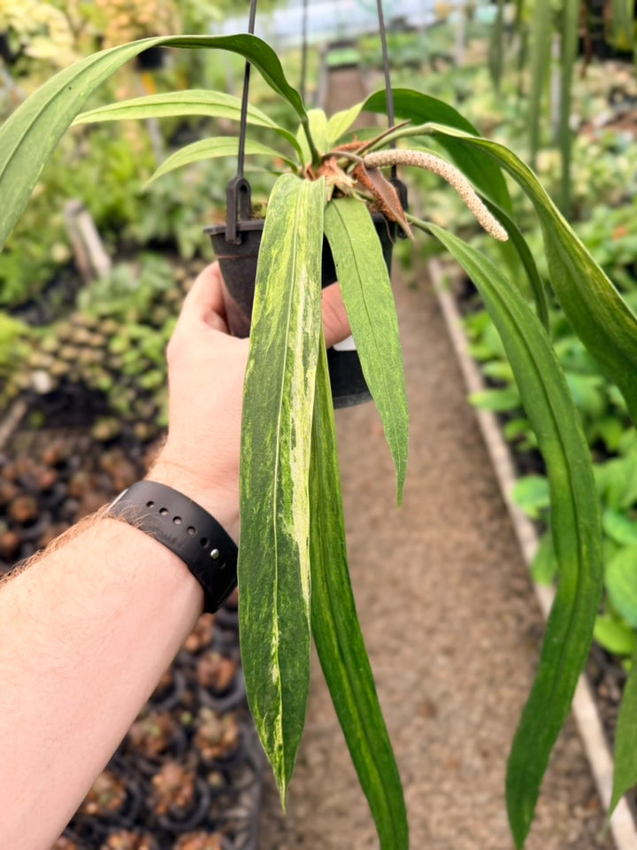 Handpicked #20 - Anthurium Vittariifolium Variegata